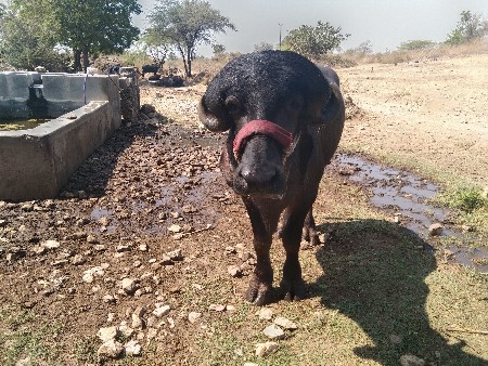 વેચવાનો છે