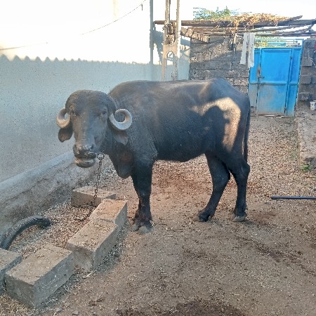 थंबनेल 2