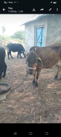 જર્સી ગઈ