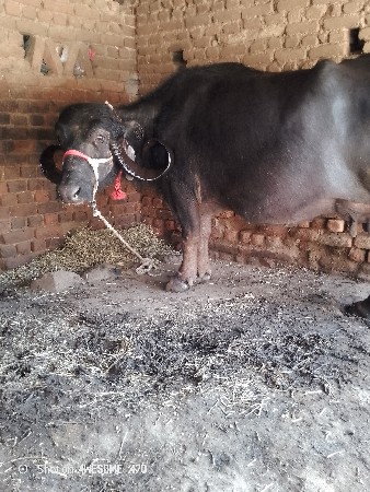 બે ભેંસો બેસવાની છે દસ દિવસની કાશી