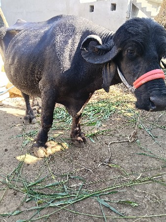 थंबनेल 2