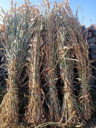 વેચવાની છે