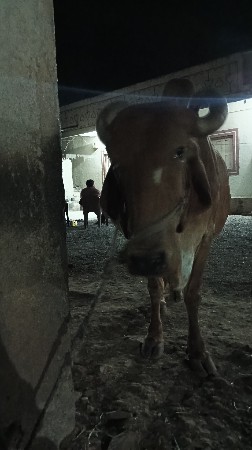 વેચવાની.છે