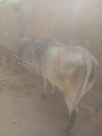 ગાય વેચવાની