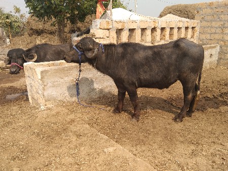 થંબનેલ 2