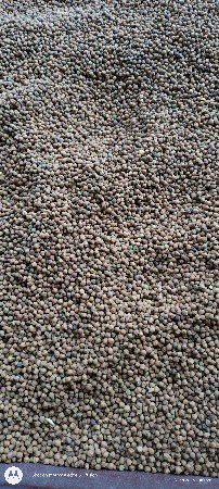 8નંબર ચણા નુ બિયારણ