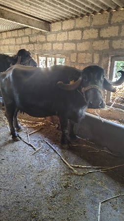 थंबनेल 3