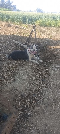 પીટબુલ મેલ છે