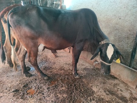 1. કોશજરશી