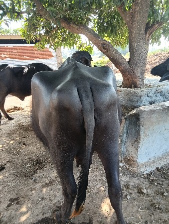 थंबनेल 3