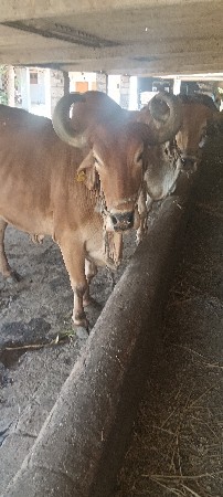 બળદ વેસવાના સે