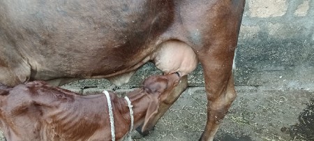 ગાય વેસવાની છે