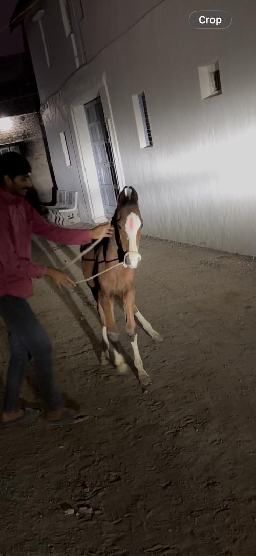 थंबनेल 3