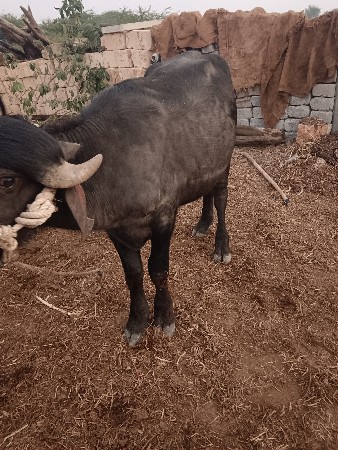 18 મયના નો છે