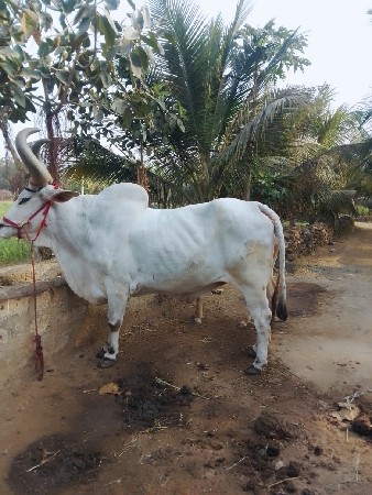 थंबनेल 2