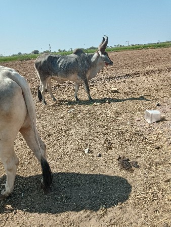 थंबनेल 3