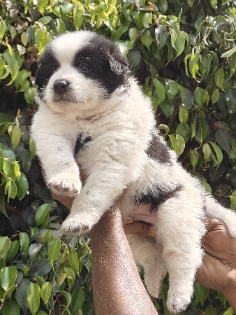 थंबनेल 2