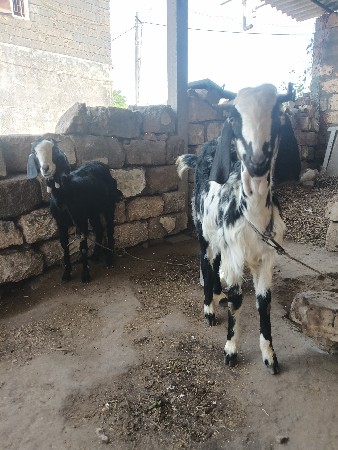 थंबनेल 2