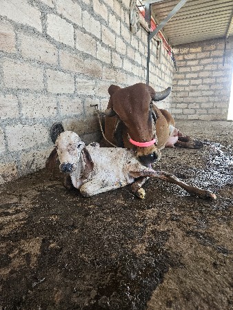 थंबनेल 2