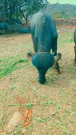 थंबनेल 2