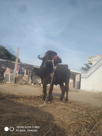 ભેંસ વેચવાની છે