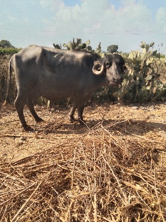 थंबनेल 2