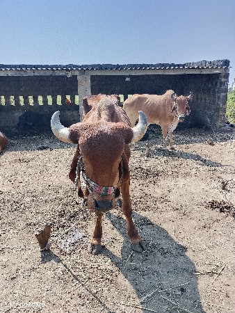 थंबनेल 2