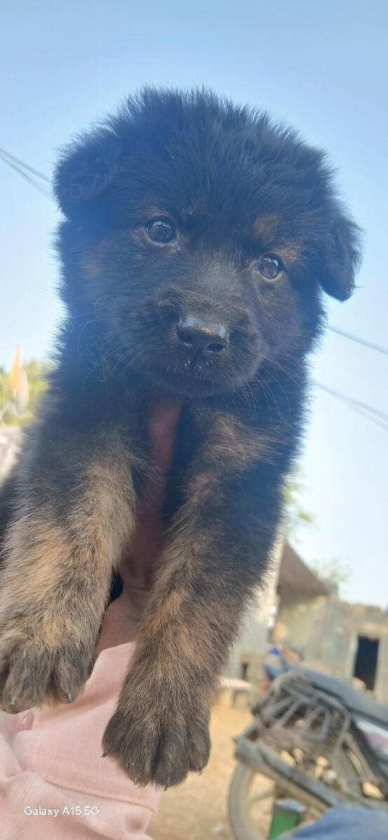 German Shepherd long coat