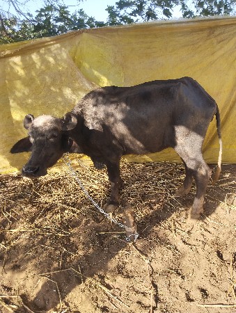 ભેસ વેચવાની છે