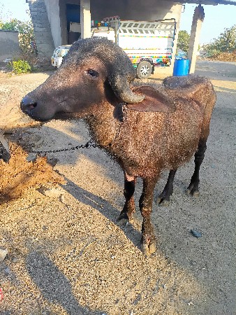 થંબનેલ 2