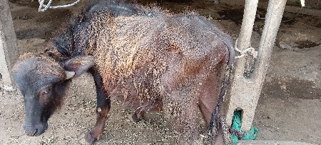 थंबनेल 3