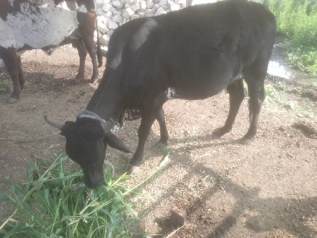 જર્સી ગાય વેચવાની છે