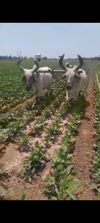 બળદ વેચવા ના છે