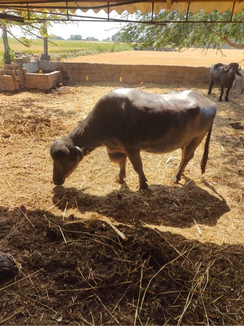 થંબનેલ 2