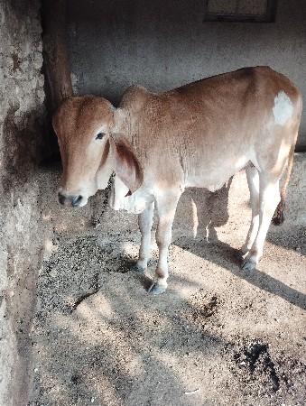 थंबनेल 3