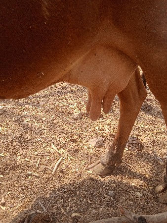 ગાય વેચવાની છે