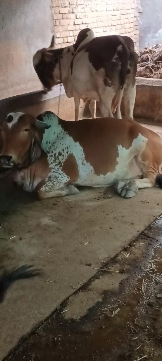 3 ઓડકી વેચવાની છે