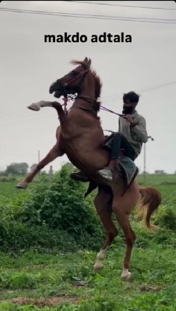 બોવ સારો કુદે છે