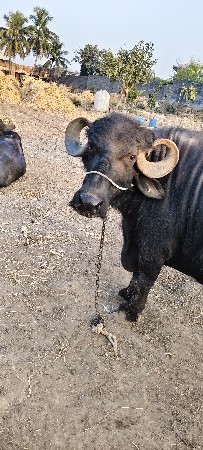 વેસવાની  મોબાઈલ નંબર 6352866254