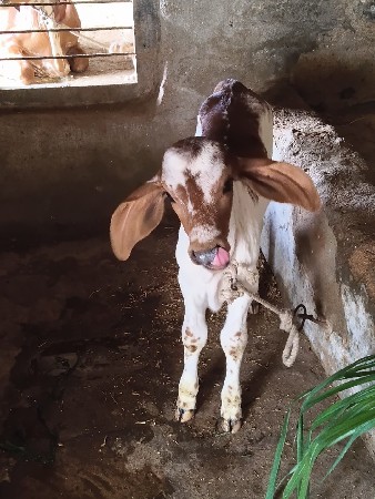 थंबनेल 2