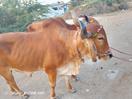 थंबनेल 2