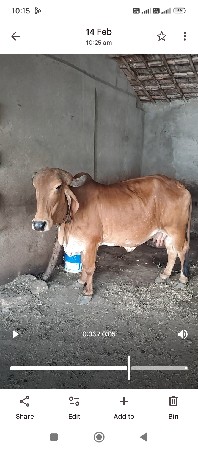 આ ગાય વેચવાની છે
