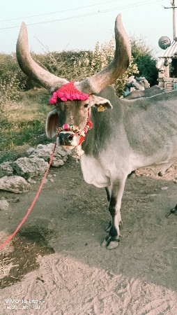 બળદ વેચવાના છે