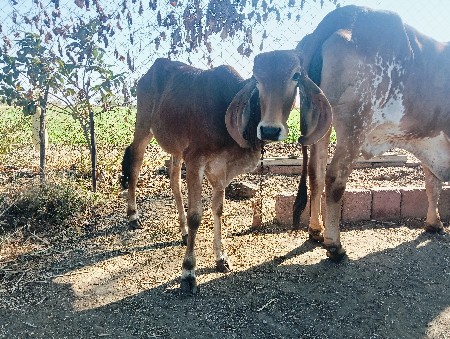 थंबनेल 2