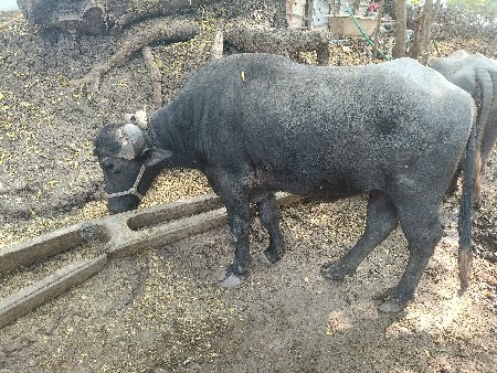 थंबनेल 3