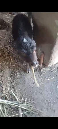 વેસવાની સે