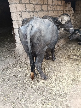 थंबनेल 3