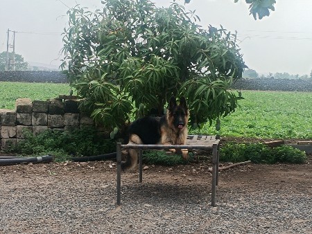 જર્મન સેફટ ઓરિજન મેલ સે