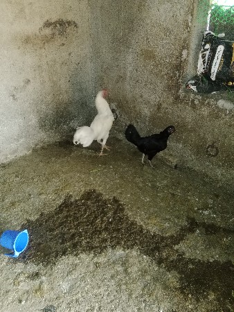 મુરઘા ની જોડી વેચવાની છે