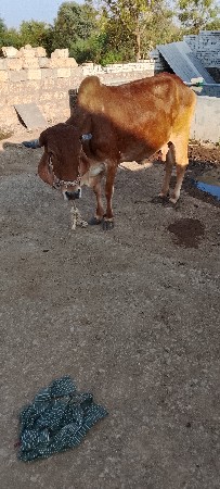 ગાય વેચવાની છે